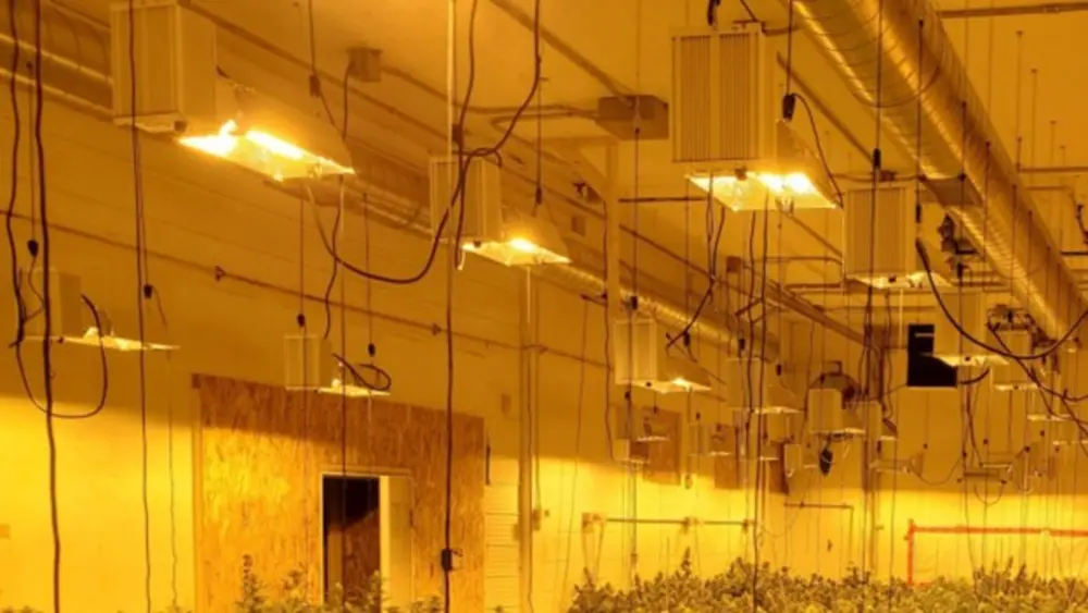 Large indoor cannabis grow facility using MH and HPS grow lights for full spectrum plant development