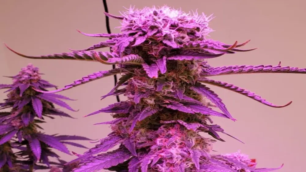 Indoor cannabis plant growing under full spectrum LED grow light with optimal PAR output