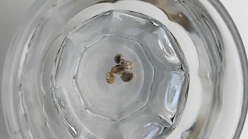 The glass or cup water method is one of the easiest ways to germinate marijuana seeds.