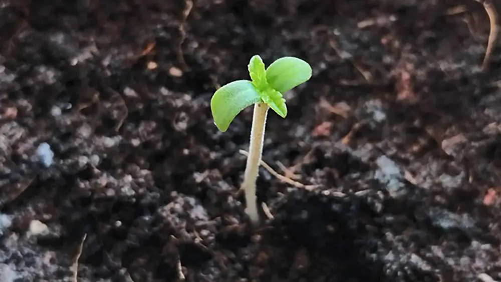 This seedling was planted directly into a mixture of compost and worm castings