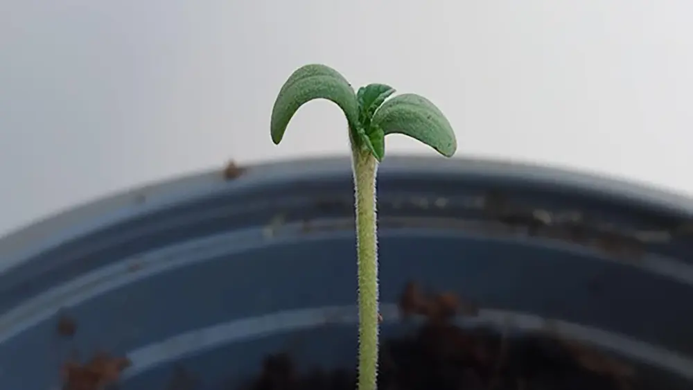 A healthy cannabis seedling that has been out of the soil for days