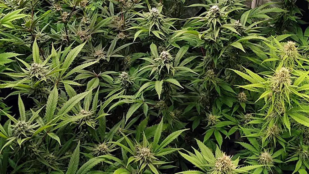 multiple cannabis buds