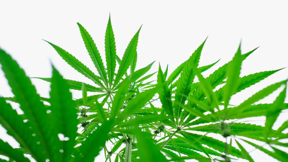 cannabis
