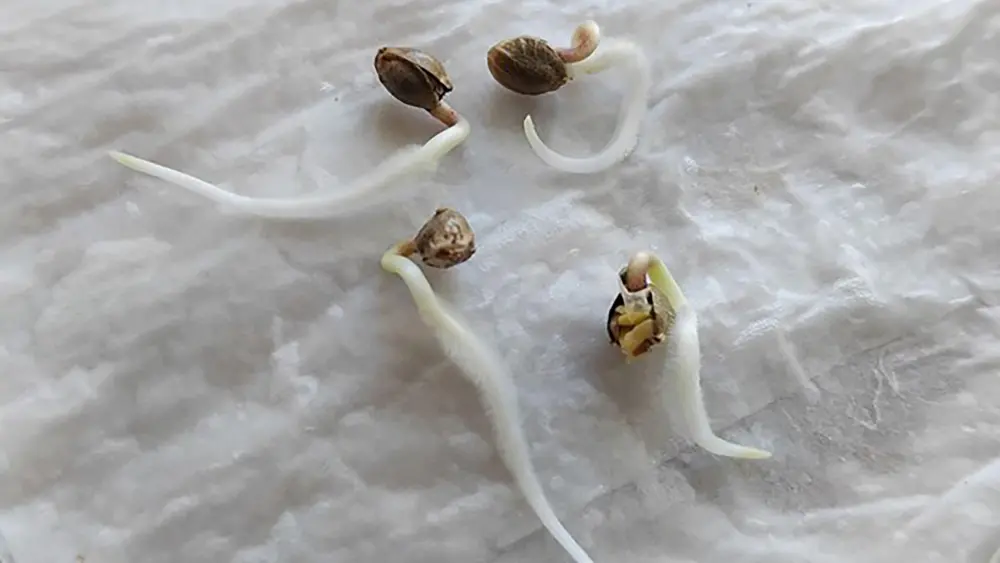 These cannabis seeds are perfect for transplanting into a growing medium