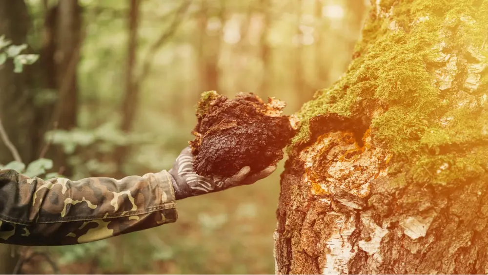 Dried Chaga mushroom pieces
