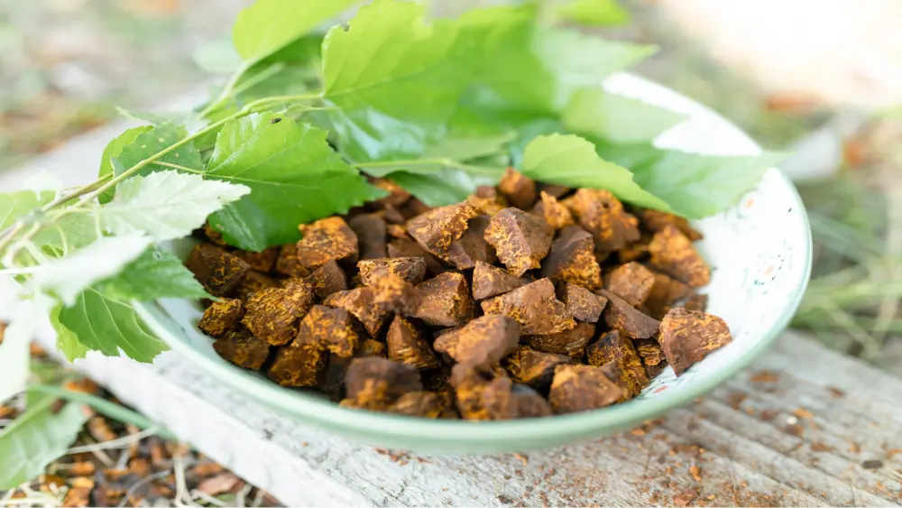 Pieces of dried Chaga mushroom