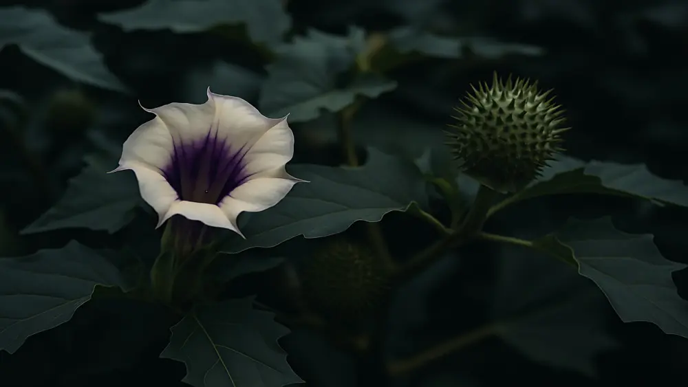 Datura plant life-threatening