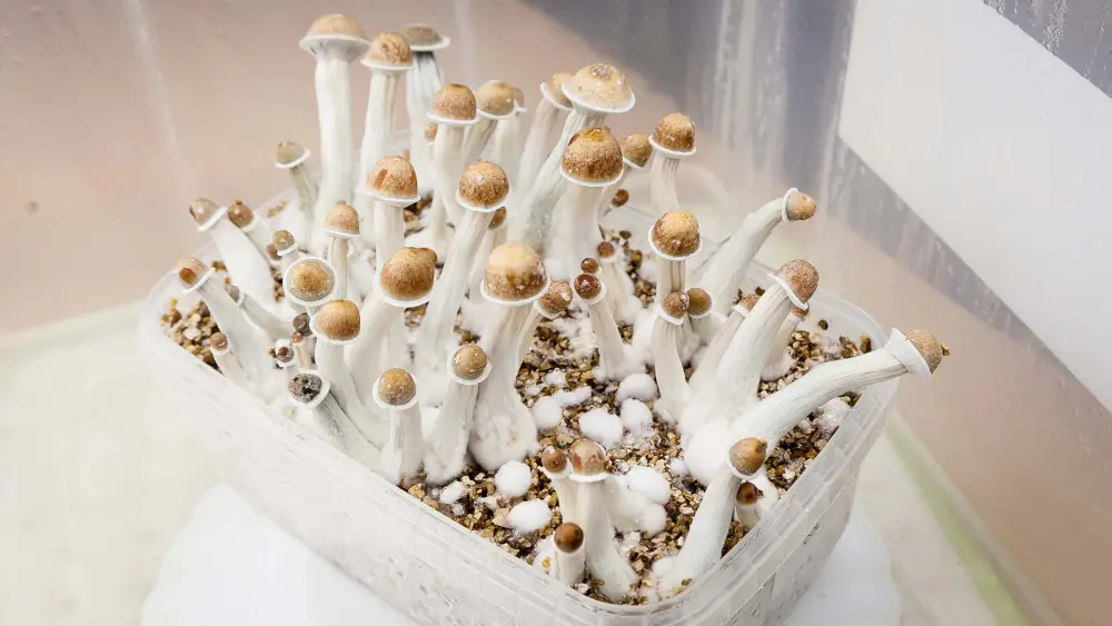 Different magic mushroom grow kits for home cultivation