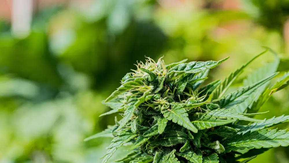 addiction weed