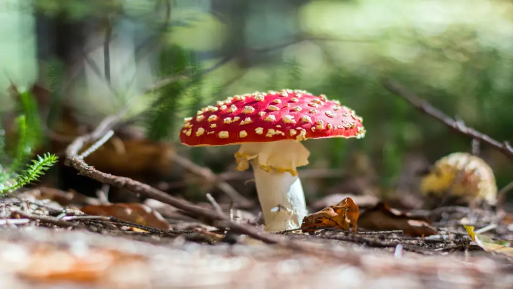 Amanita muscaria