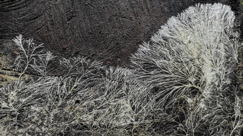 mycelium