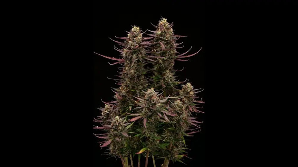 Large cannabis flower with purple leaves and dense buds, photographed against a black background.