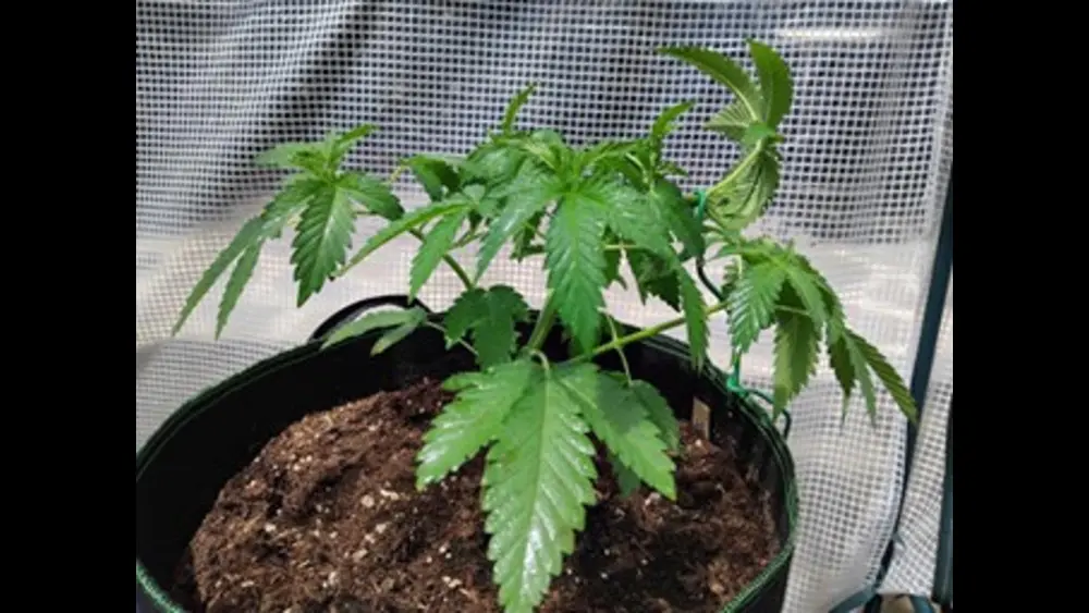 Cannabis plant in a pot with young green leaves, placed in an indoor growing environment with a mesh background.