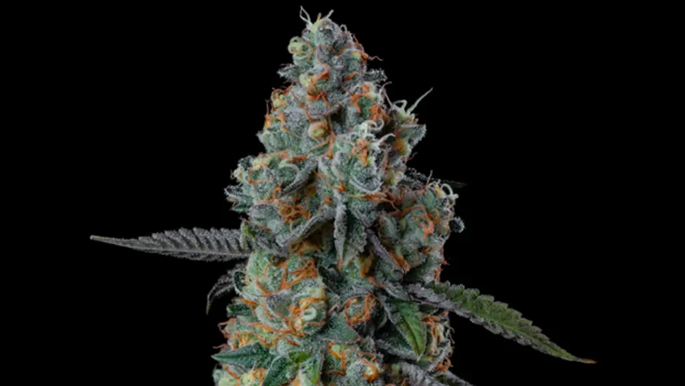 Close-up of a cannabis bud with many trichomes and orange hairs on a black background.