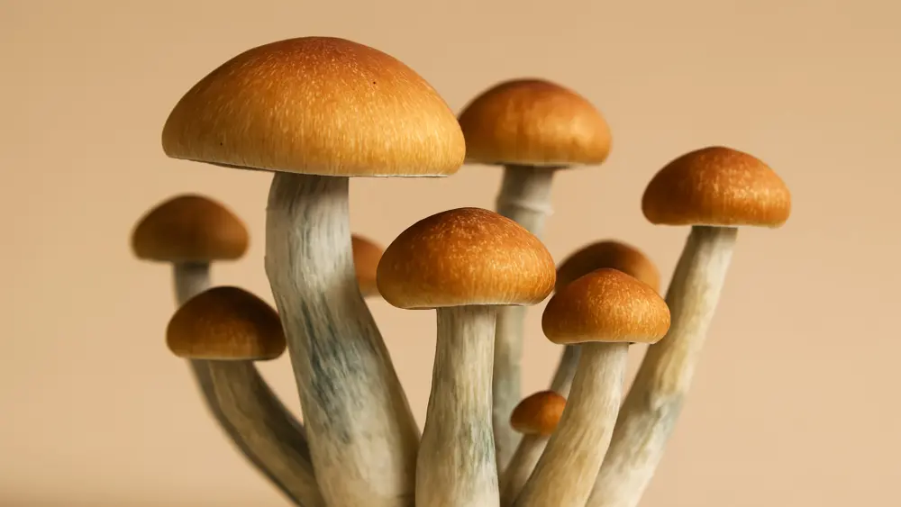psychedelic myths
