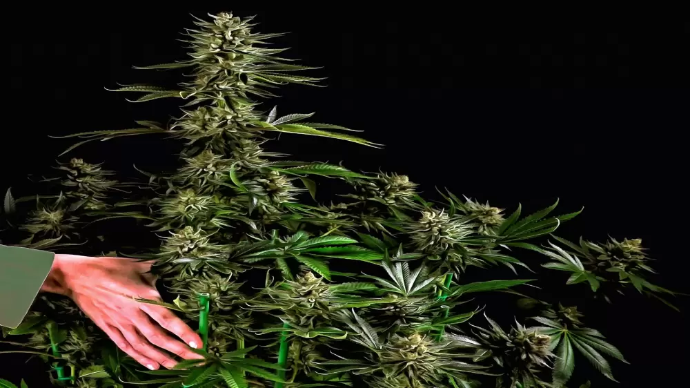 THC cannabisplant