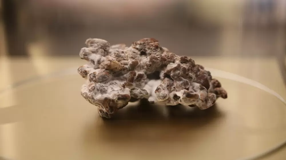 sclerotia magic truffle