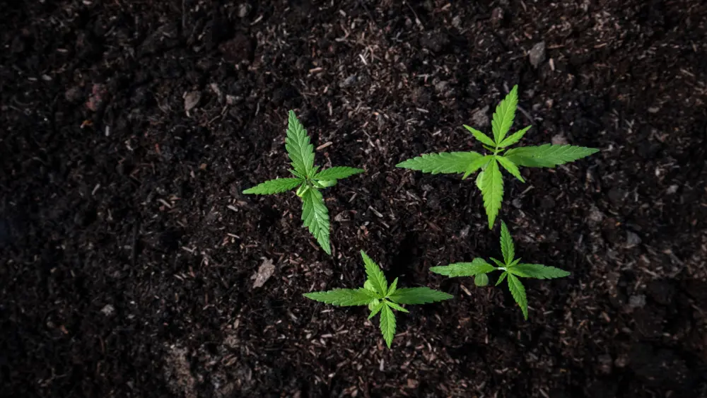 plants weed