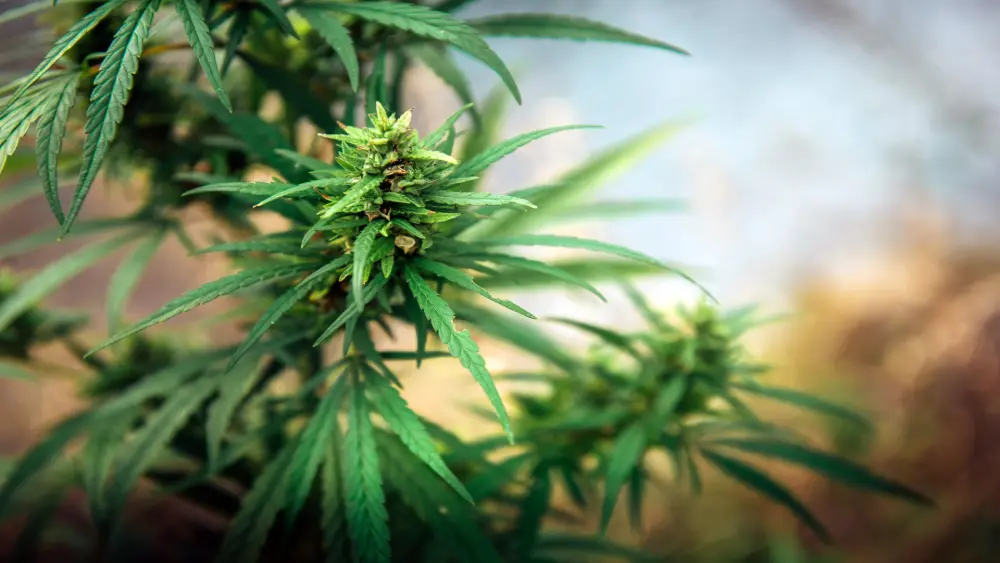 weedtop