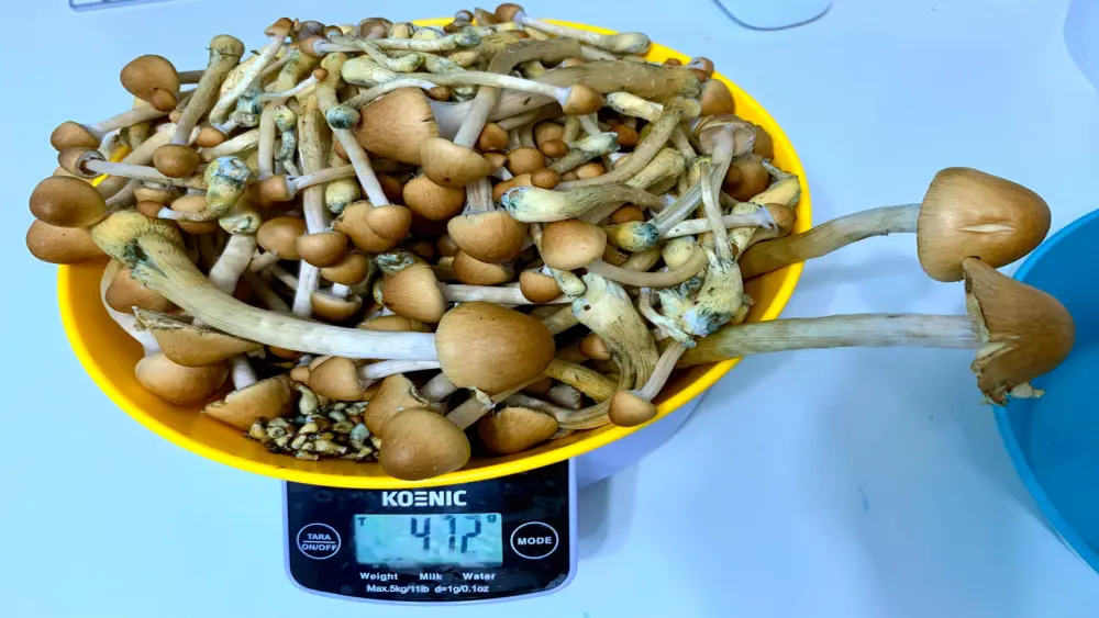 Golden teacher magic mushroom harvest on scale
