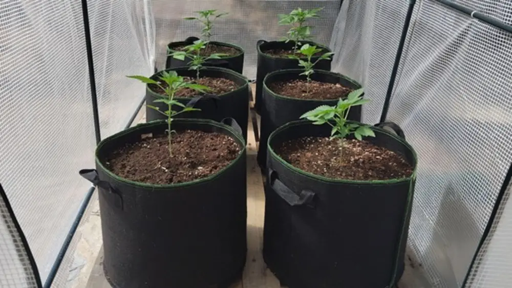 autoflower cannabisplants in pots