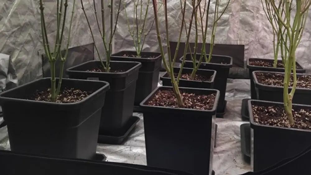cannabisstems in pots