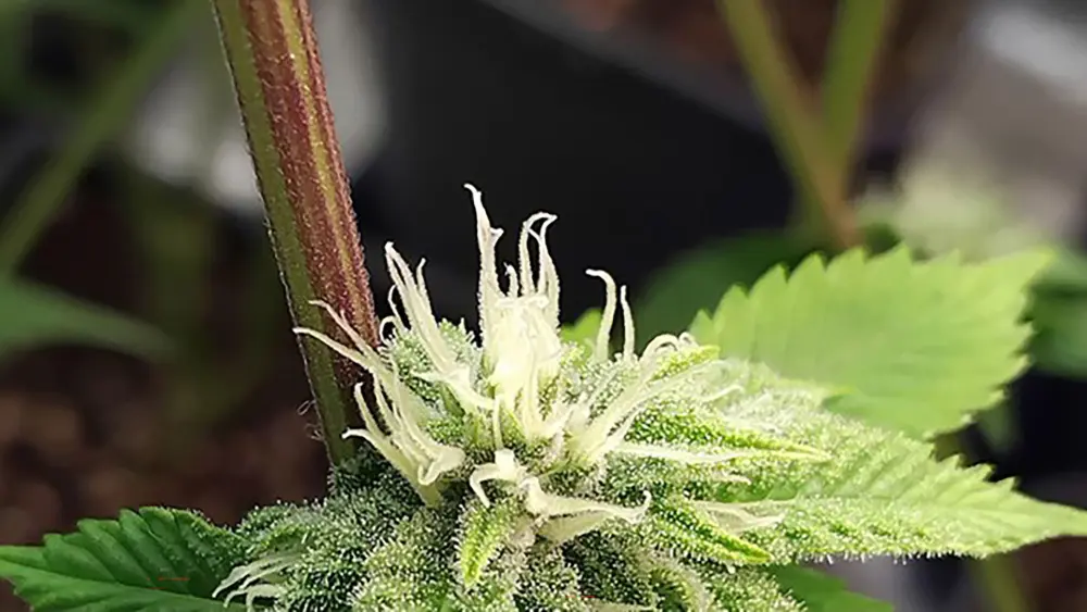 Purple cannabis stem indicating possible nutrient imbalance