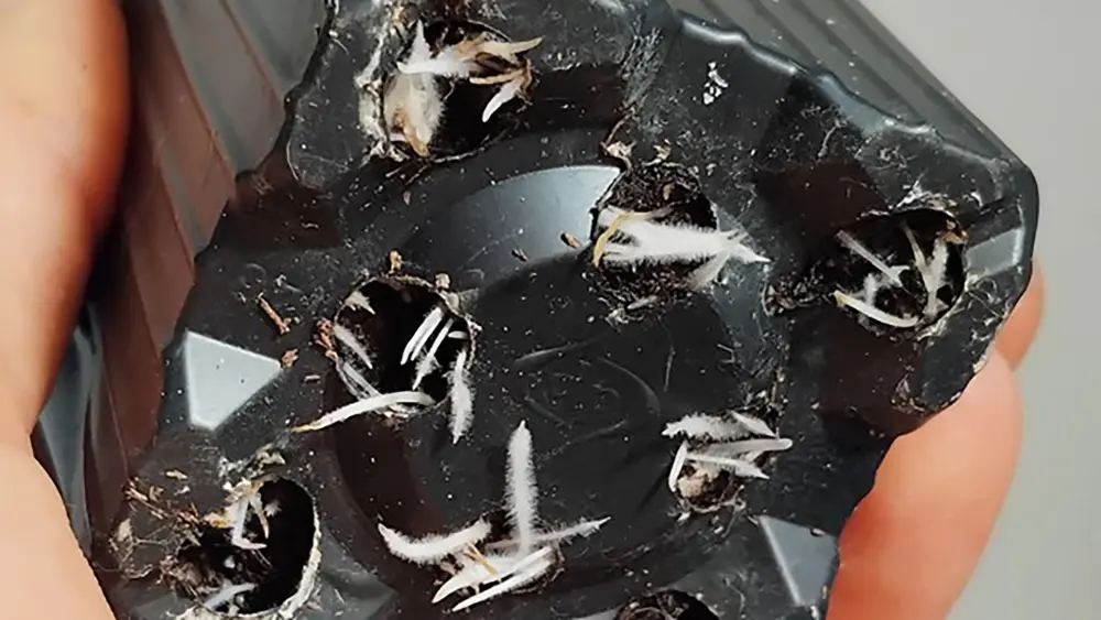 Healthy cannabis roots appear white and fuzzy, indicating good root health and nutrient uptake