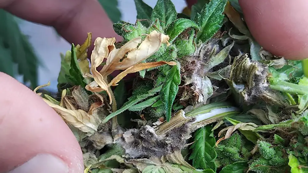 cannabis plant showing light stress symptoms caused by grow light placed too close resulting in bleaching and reduced bud quality
