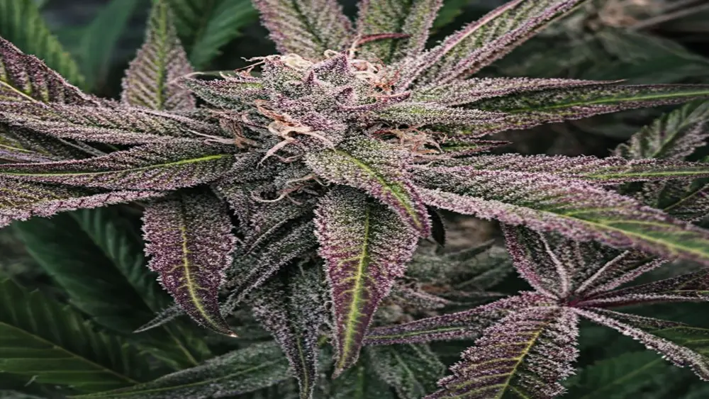 flowering cannabis plant under grow light showing trichome development influenced by light intensity and PPFD levels