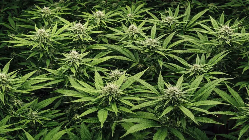 indoor cannabis plants in flowering stage demonstrating optimal grow light distance for healthy bud development and high yield