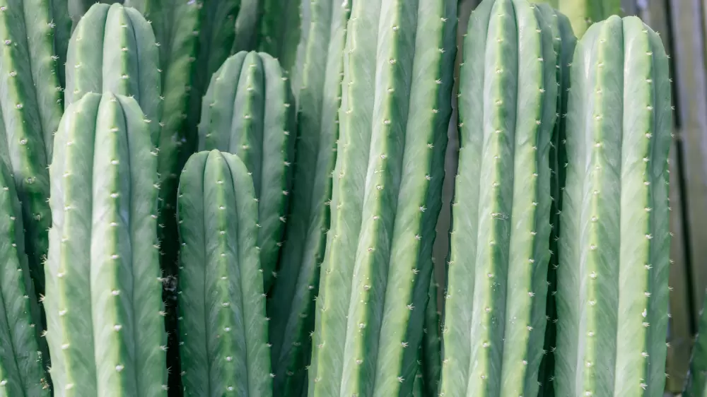 San Pedro cacti
