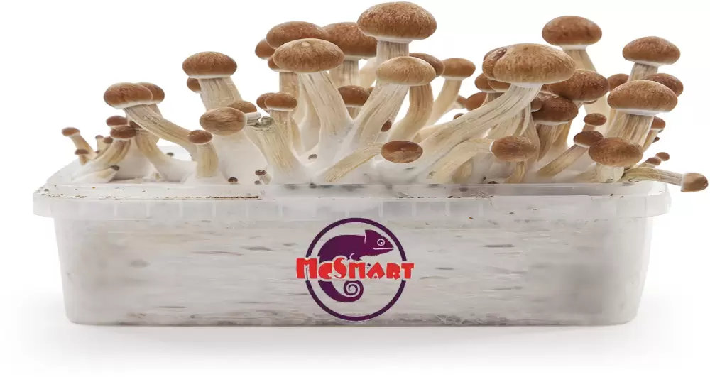 grow kit magic mushrooms