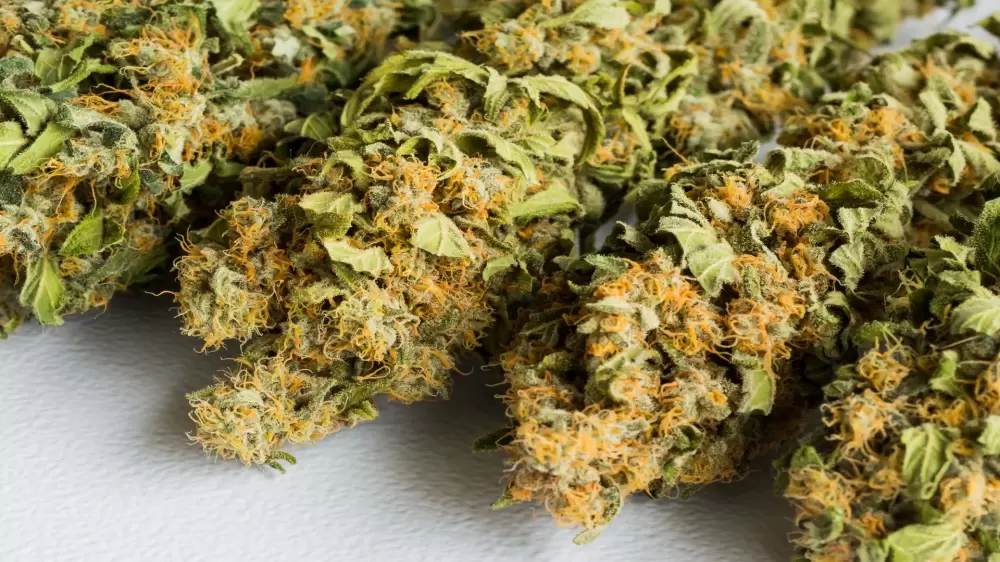 marihuana cannabisbuds