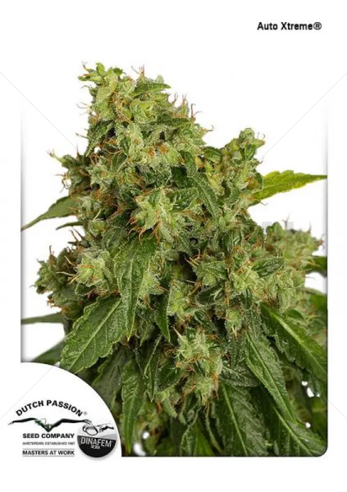 AutoXtreme (Dutch Passion)