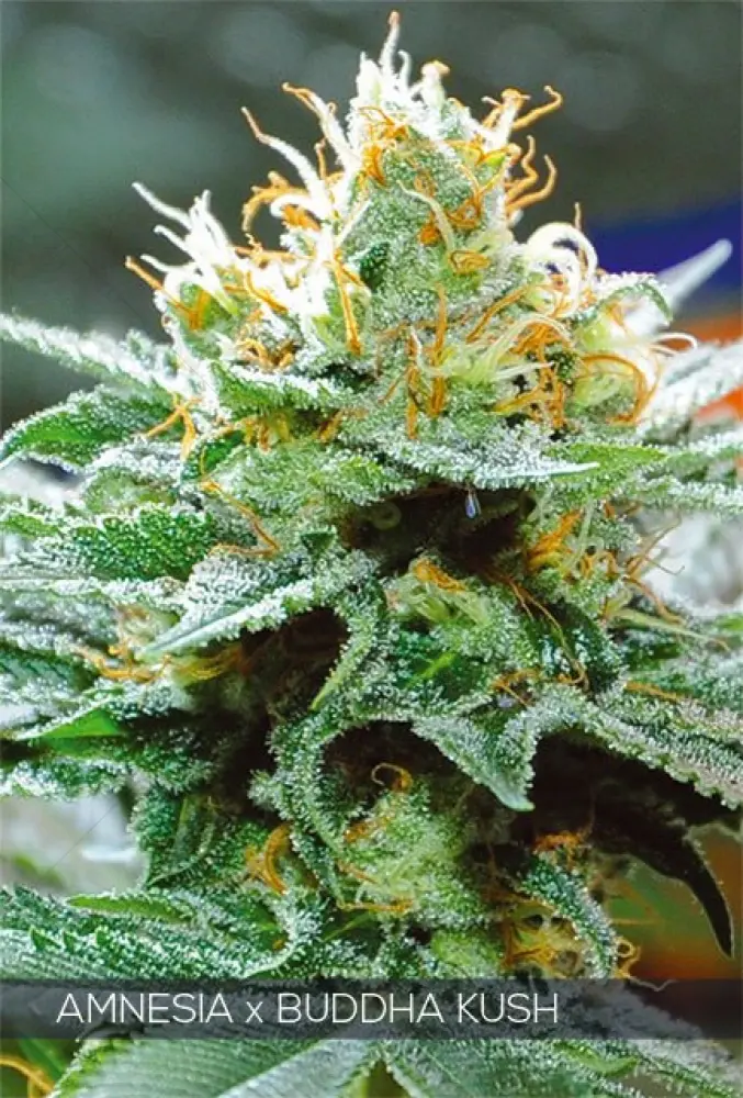 Amnesia x Buddha Kush (Vision Seeds)