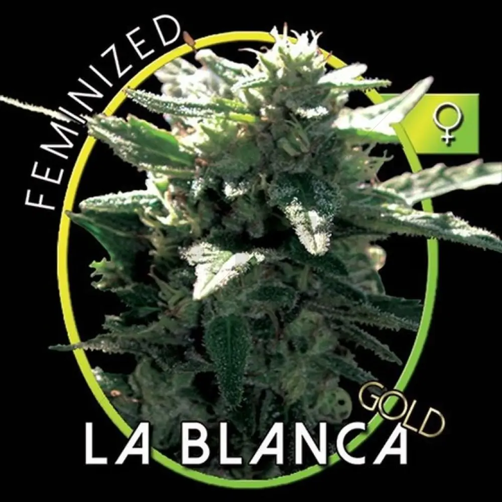 La Blanca Gold (Vision Seeds)