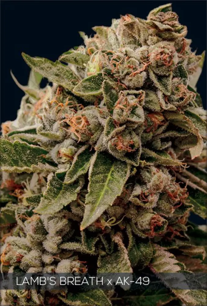 Lamb's Breath x AK-49 (Vision Seeds) feminized