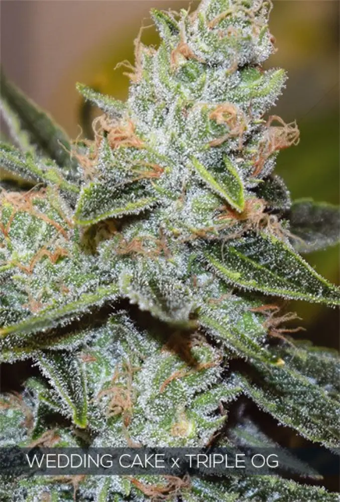 Wedding Cake x Triple OG (Vision Seeds) Feminized