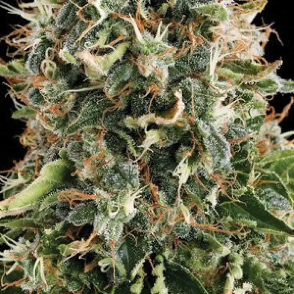 White Widow (Vision Seeds)