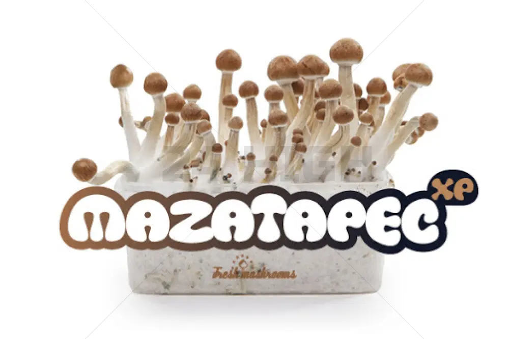 100% Mycelium Magic Mushroom Growkit Mazatapec