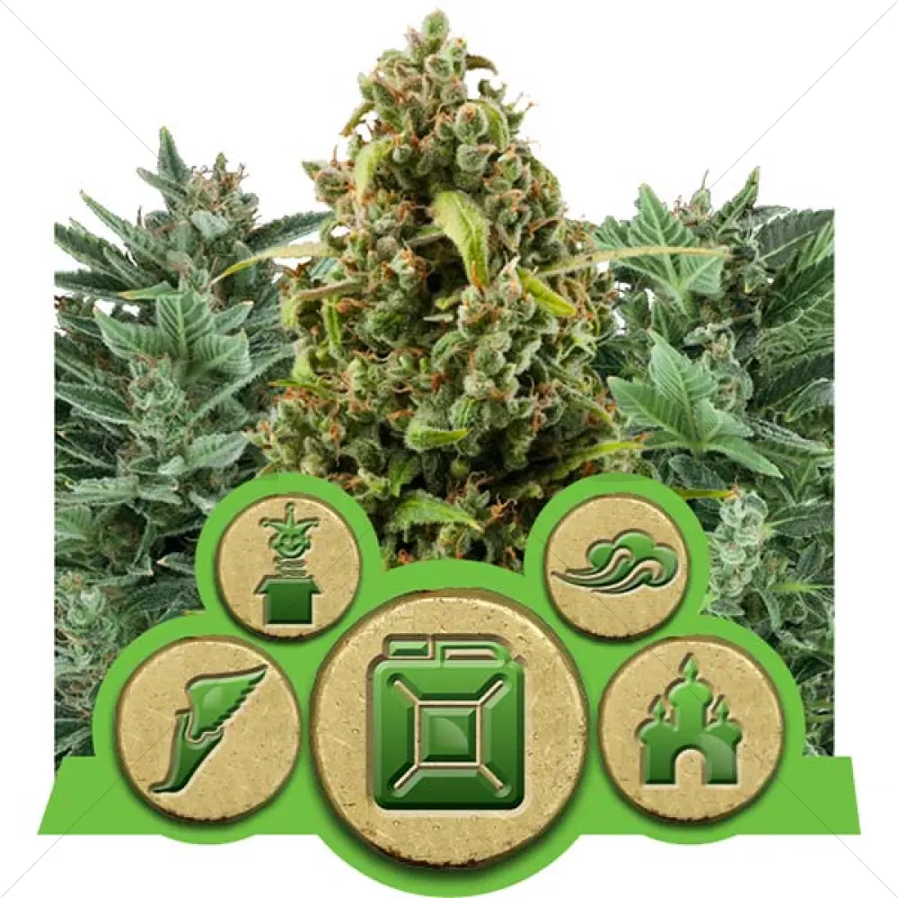Autoflowering mix (RQS)