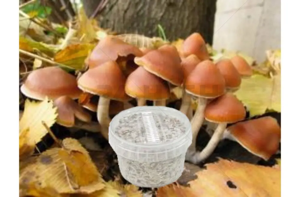 Azurescens Outdoor Growkit 