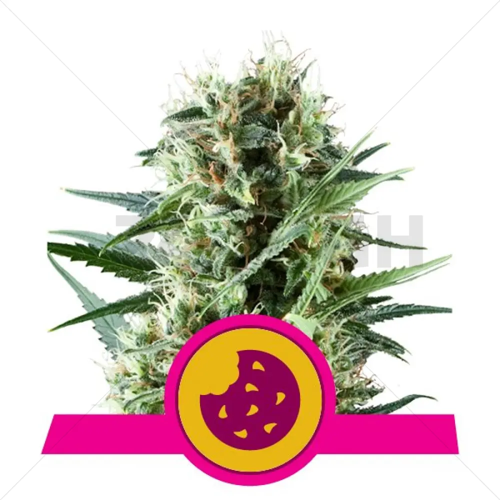 Royal Cookies (RQS)