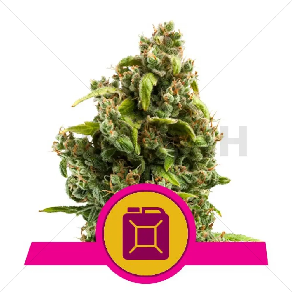 Sour diesel (RQS)