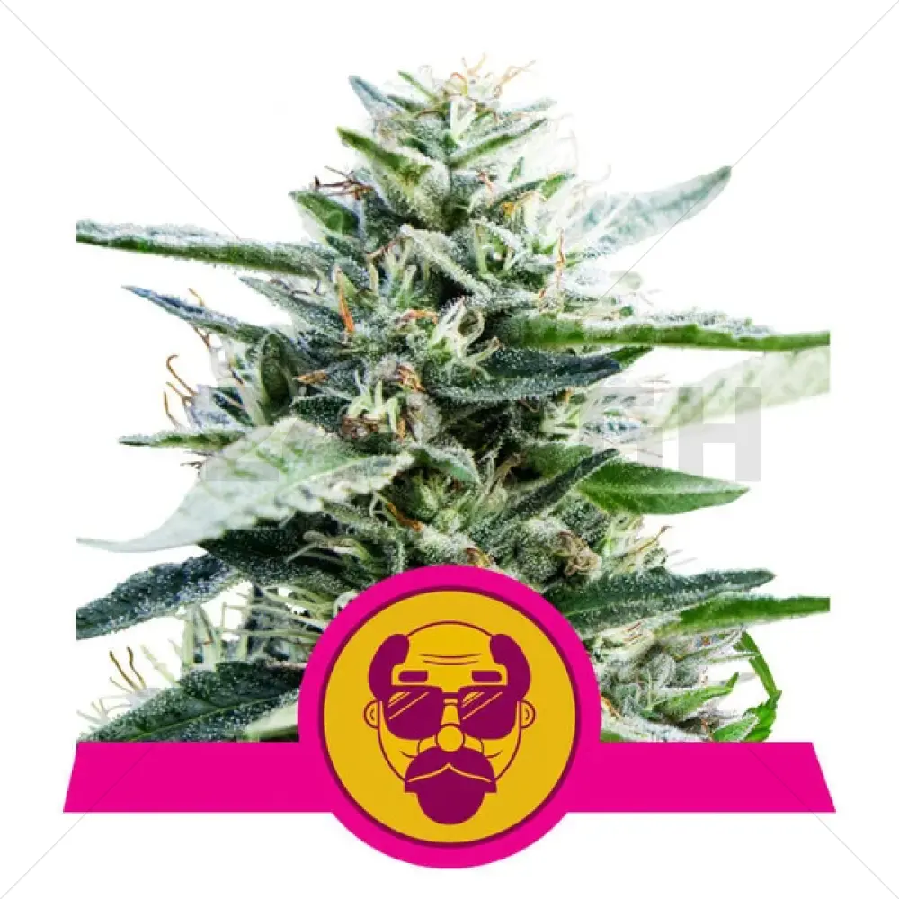 Granddaddy Purple (RQS)