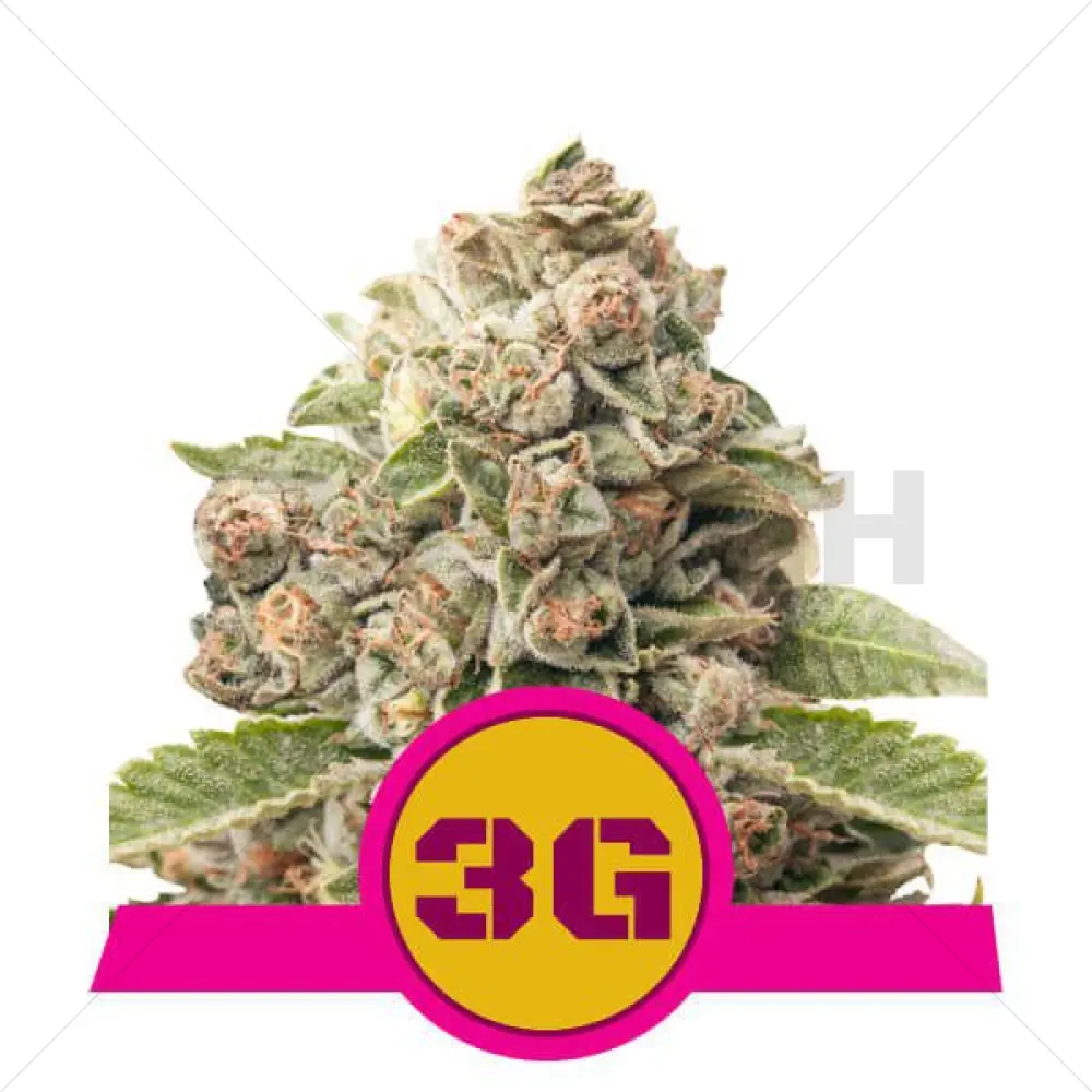 Triple G (RQS)