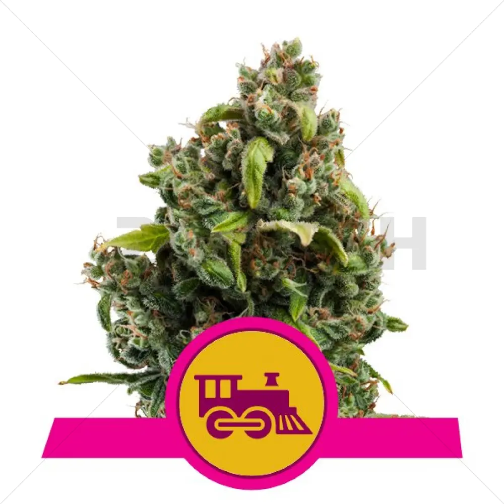 Candy Kush Express Fast Flowering (RQS)