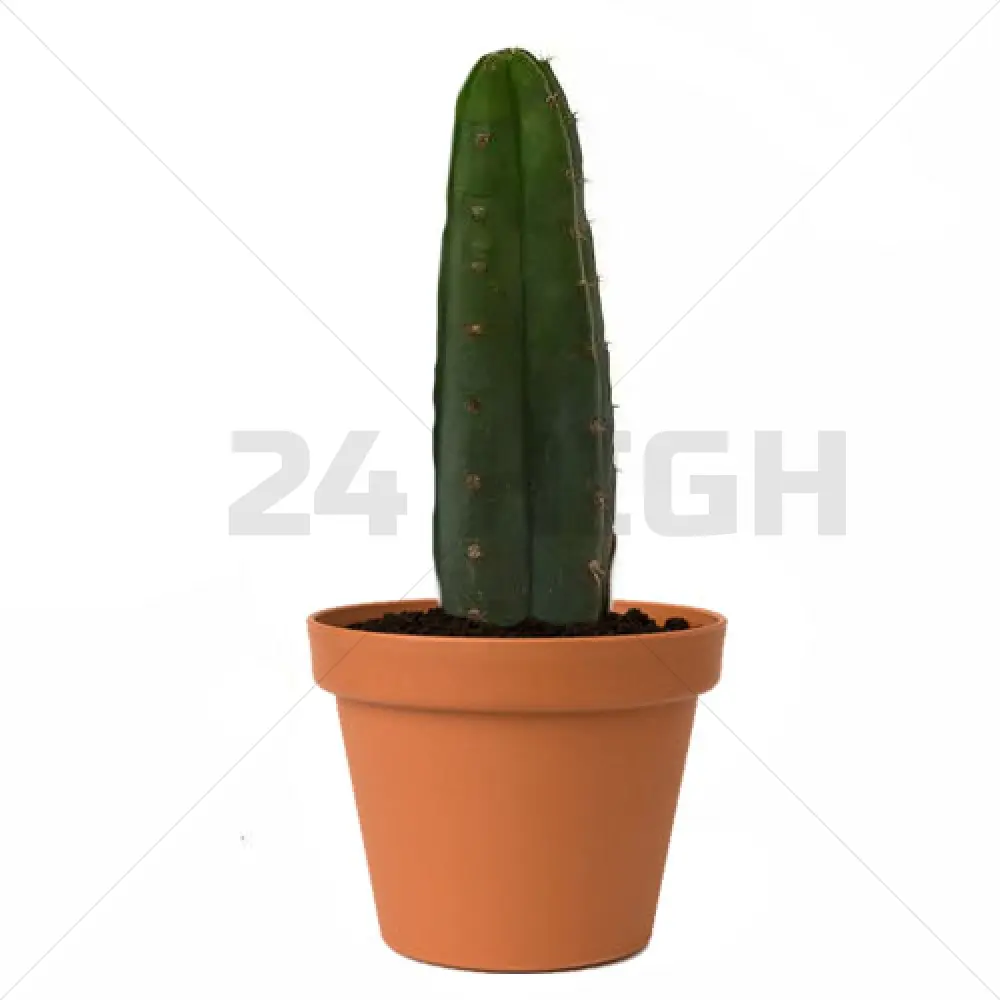San Pedro Pachanoi (Trichocereus) In Pot Small 25 CM - 35 CM
