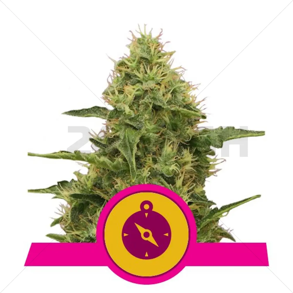 Northern Light (RQS)